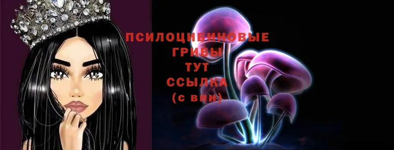 Галлюциногенные грибы Psilocybe  Ноябрьск 